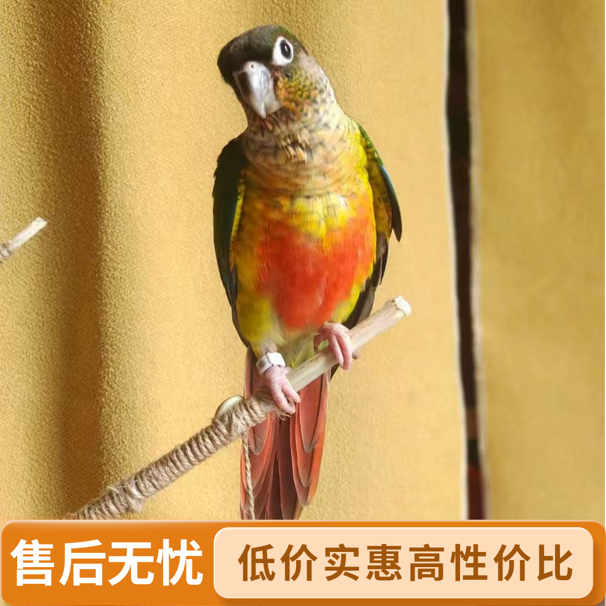 手养亲人可互动观赏顺丰包邮活体鹦鹉宠物鸟