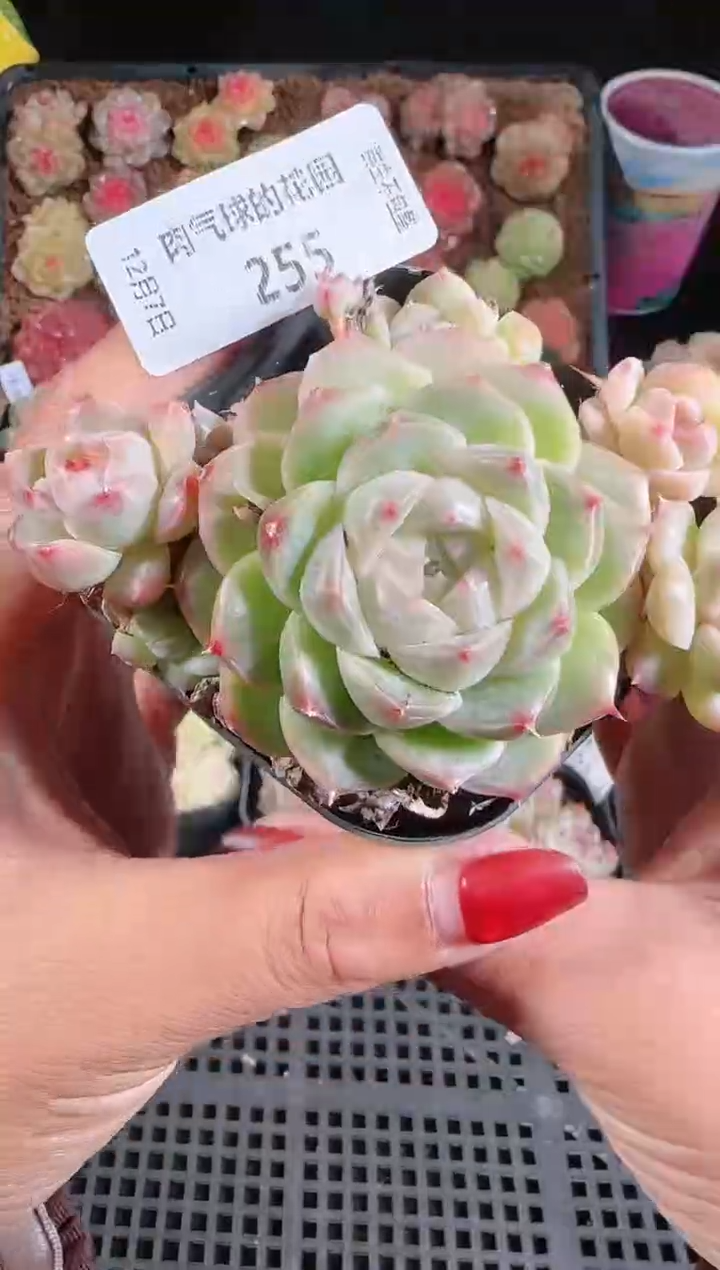 1207-255多肉群生不包整