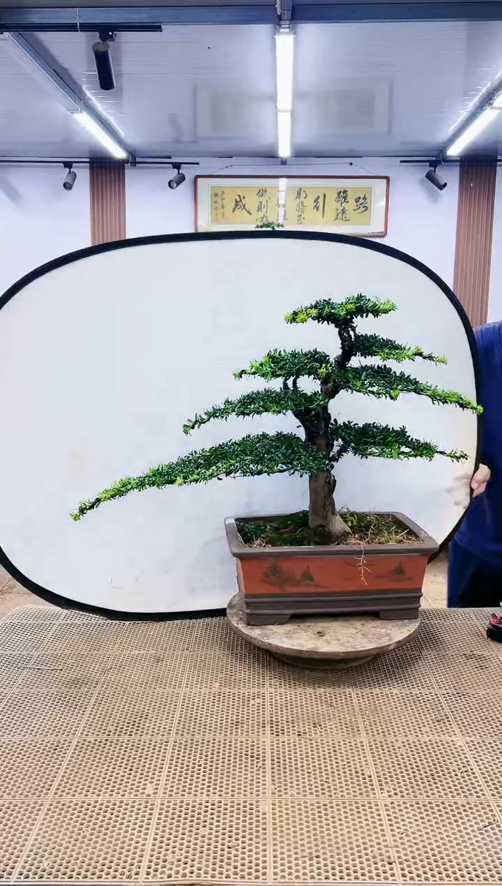 无花朵0000000000000000000000