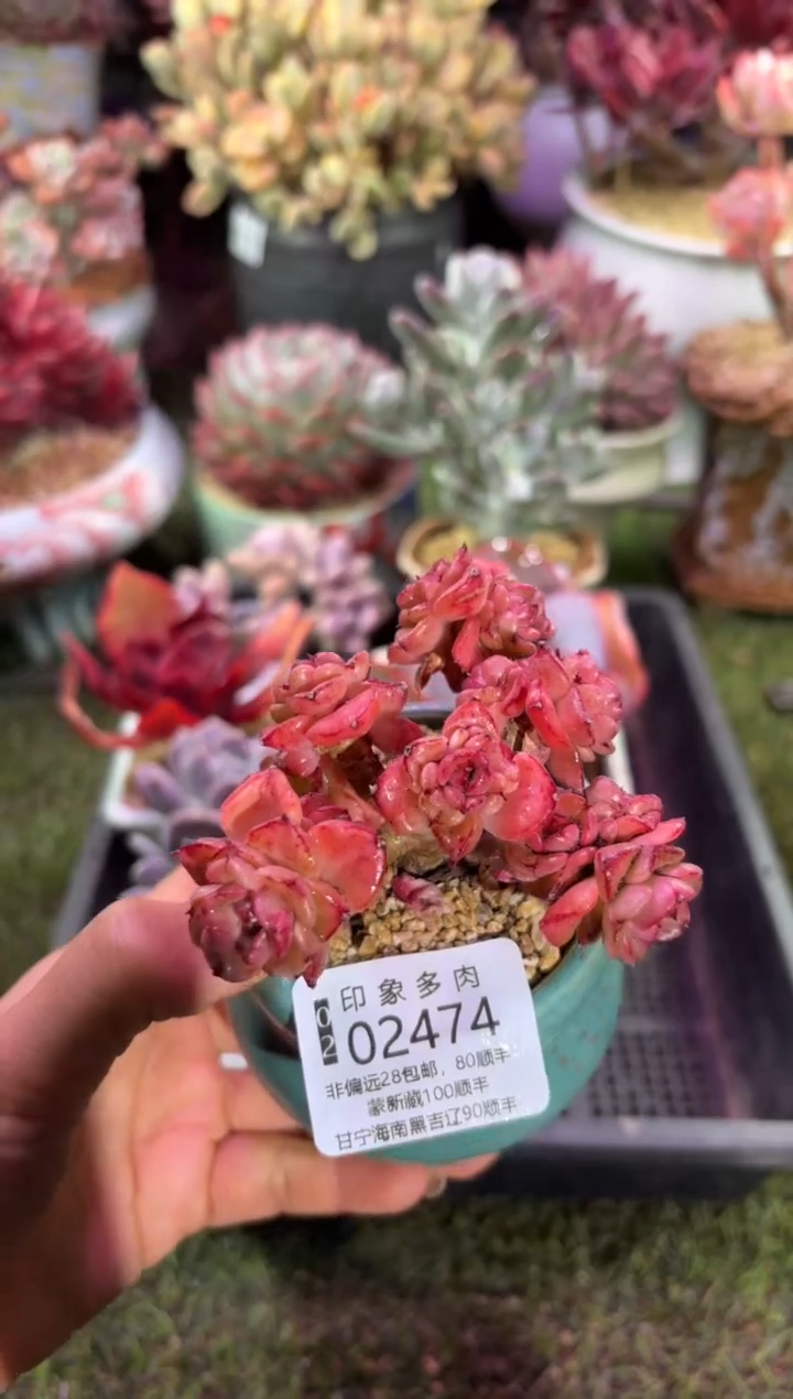 【闪购商品】02474