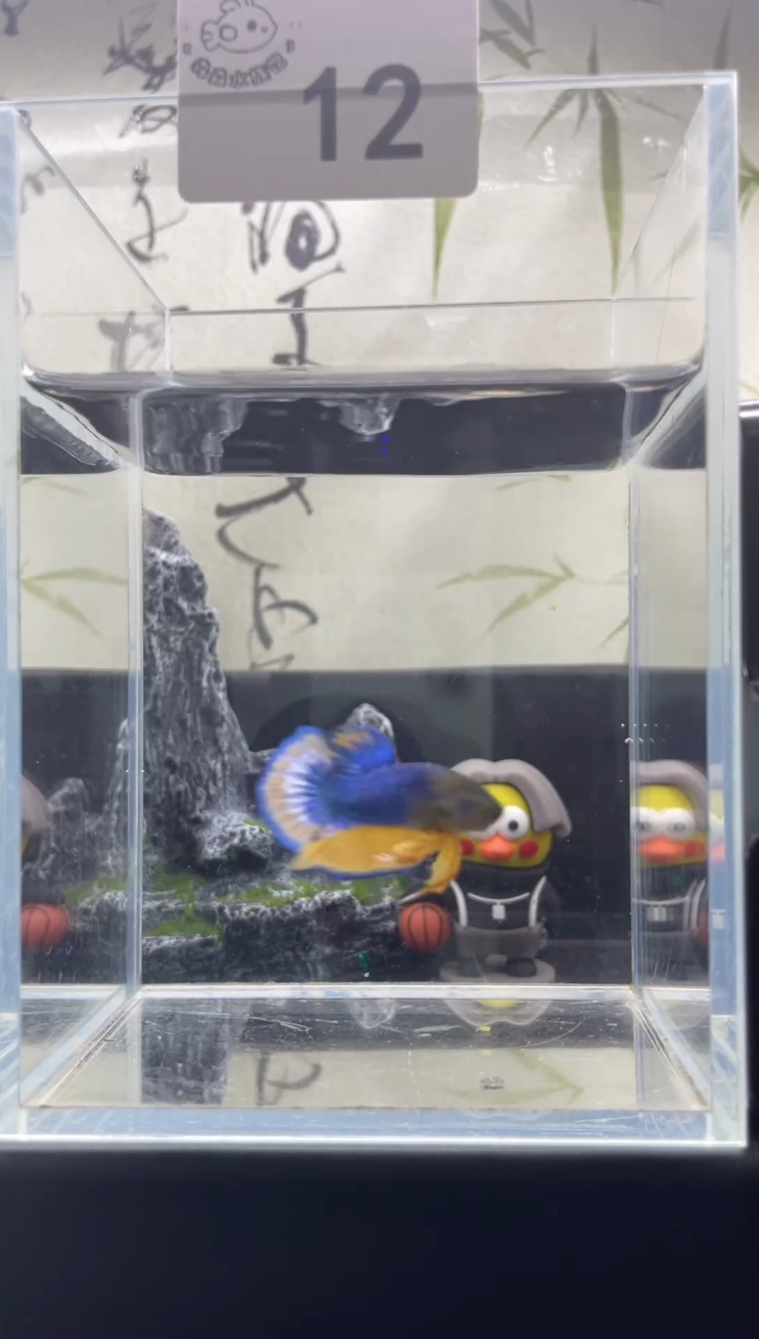 斗鱼泰国精品斗鱼 A12