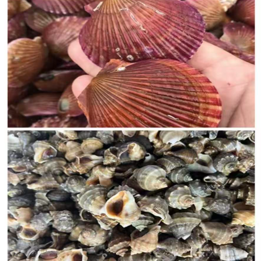 连云港美味海鲜套餐三小红贝4斤与小海螺4斤混搭