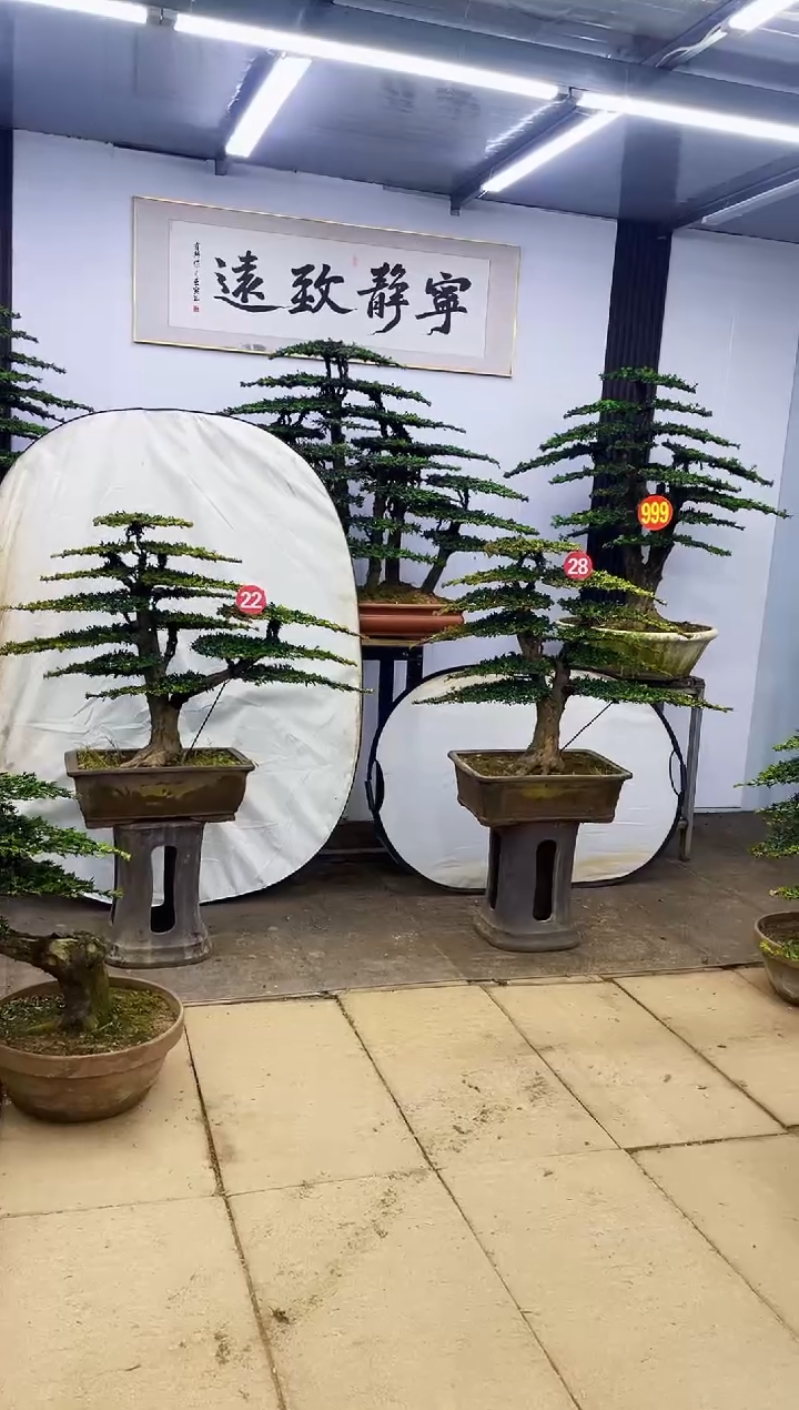 无花朵苍*00000000000000000000