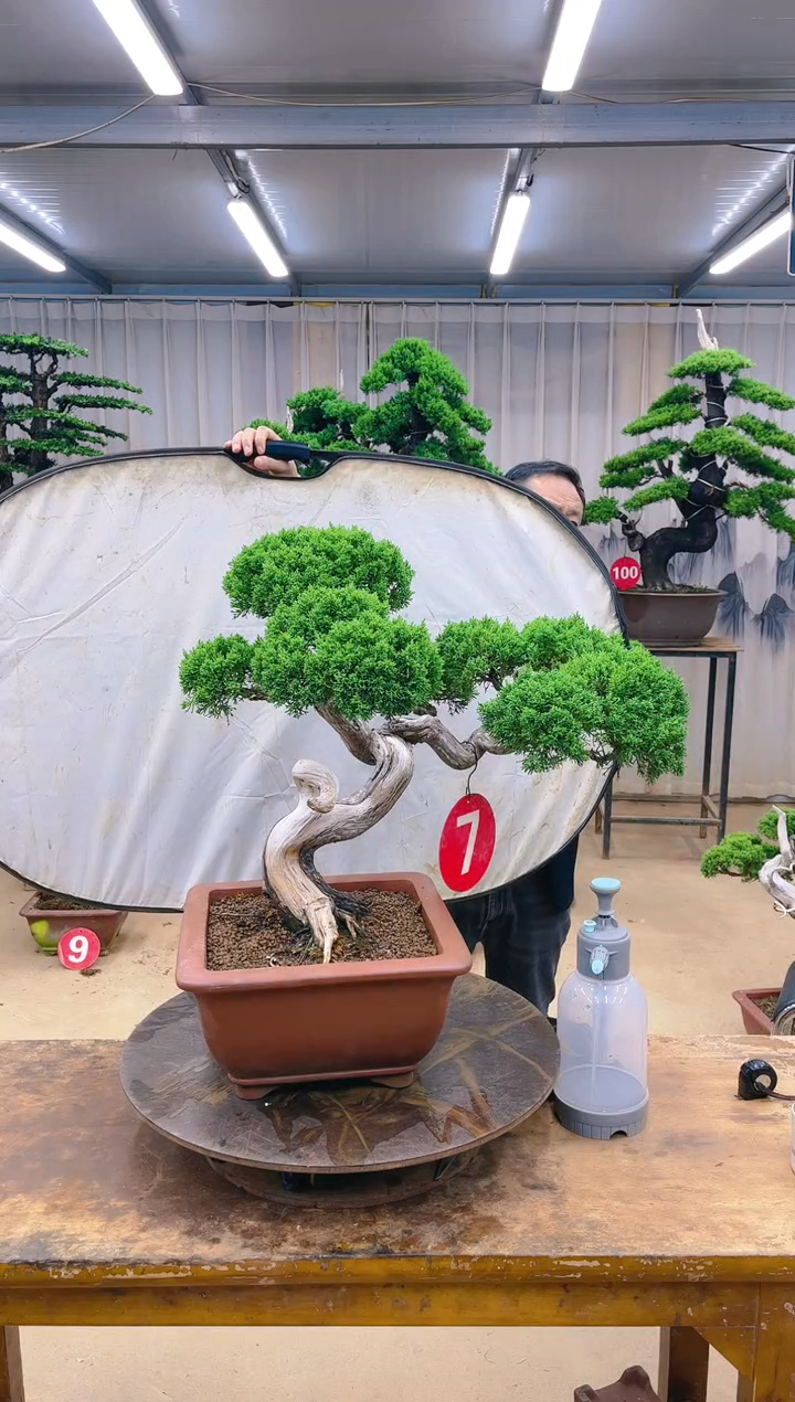 无花朵精品盆景 一物一拍