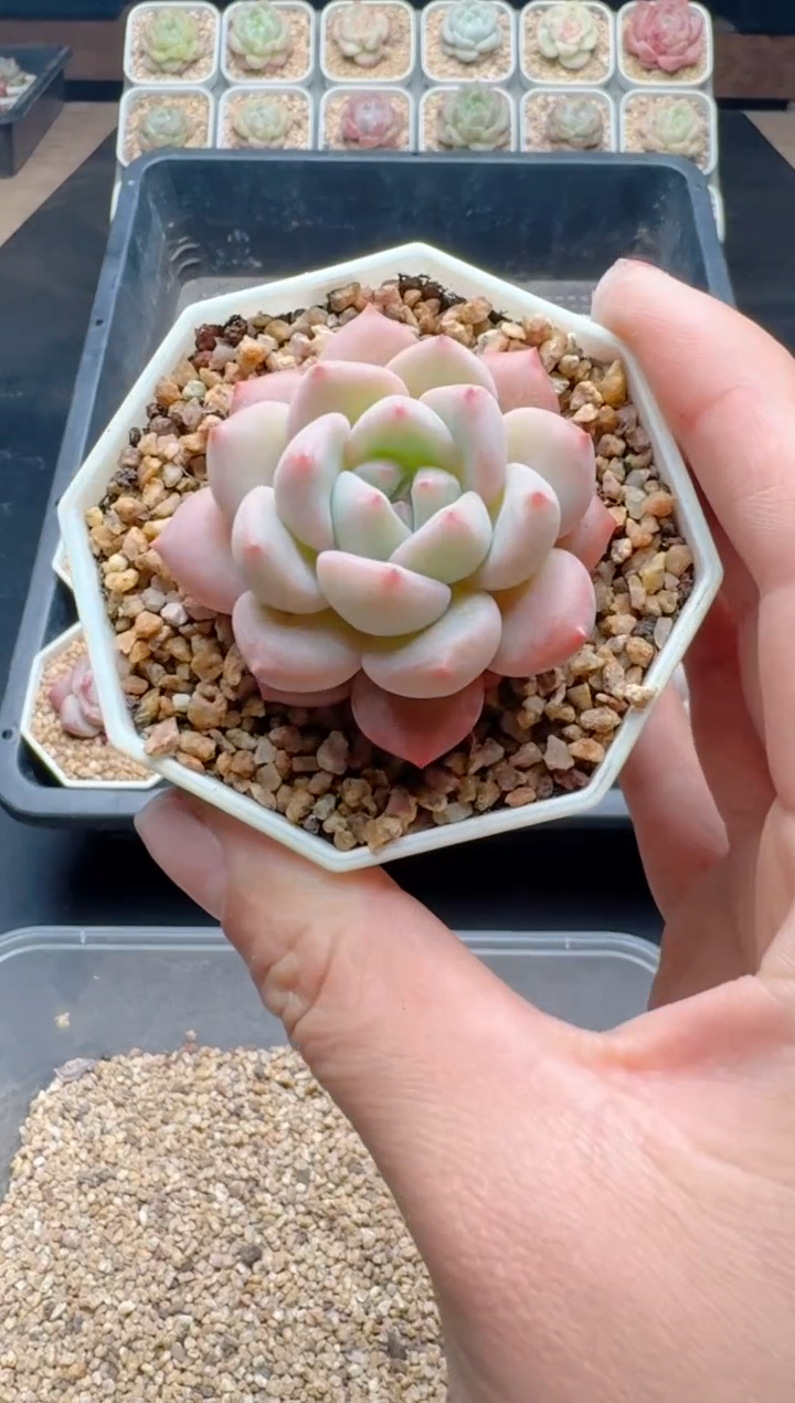 【闪购商品】357A多肉带盆土6.5杯当天拍3颗包柚