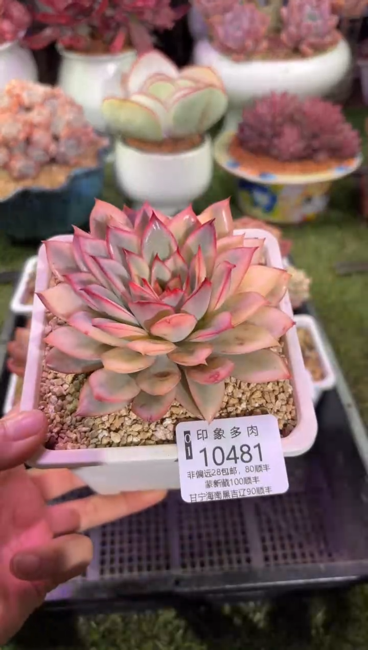 【闪购商品】10481