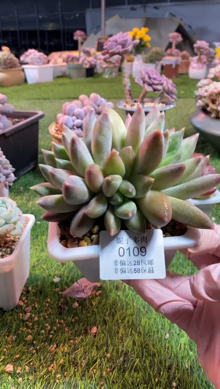 【闪购商品】0109a