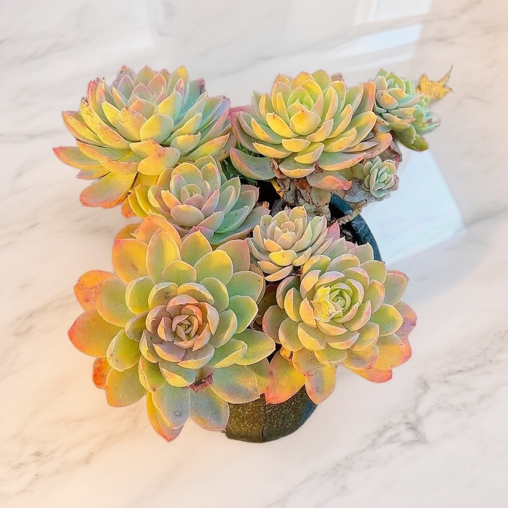 丝绸面纱 脱土发货 多肉植物【满15包邮】橙红色 种植养护 