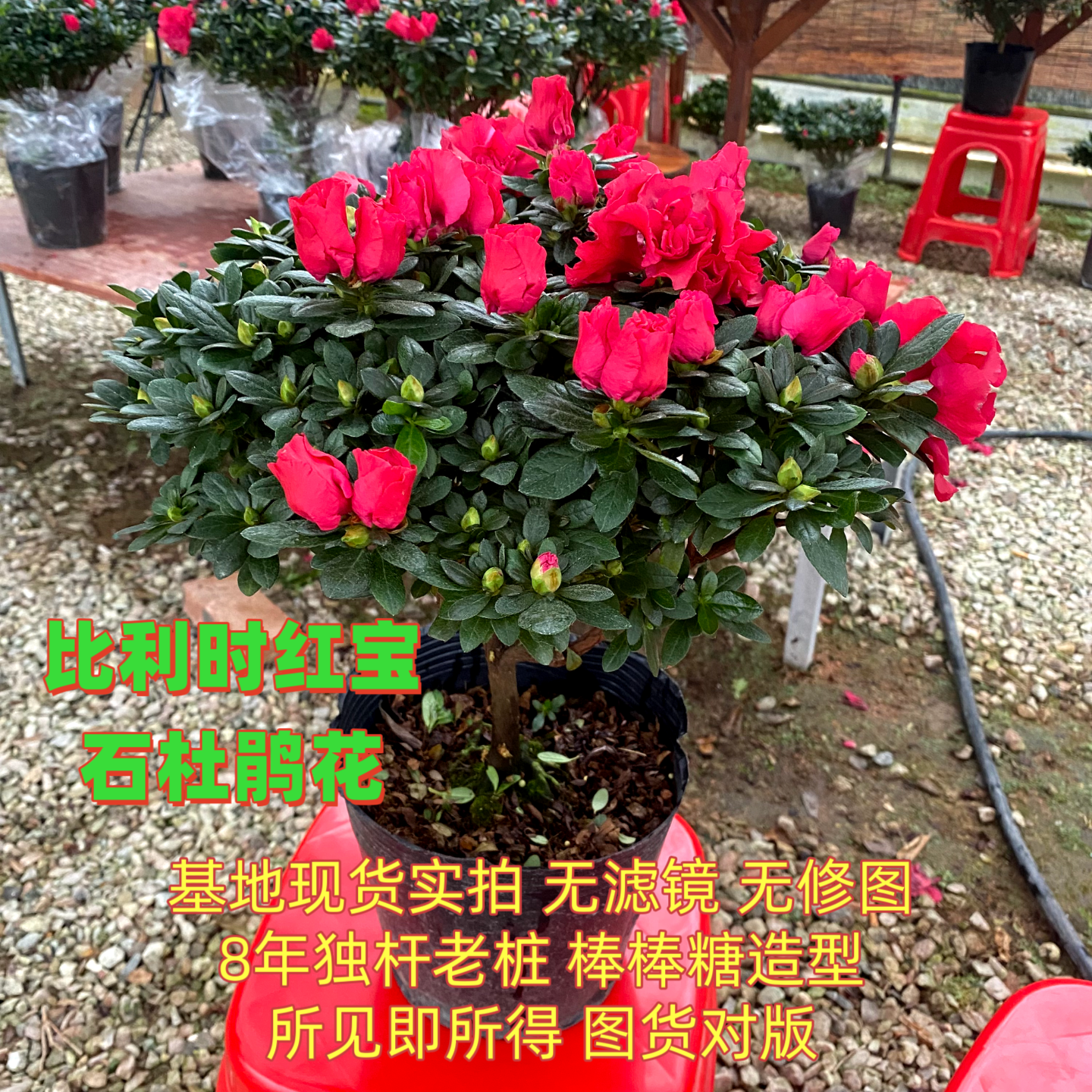 带花苞比利时红宝石杜鹃花盆栽室内外好养四季开花绿植【红30cm】