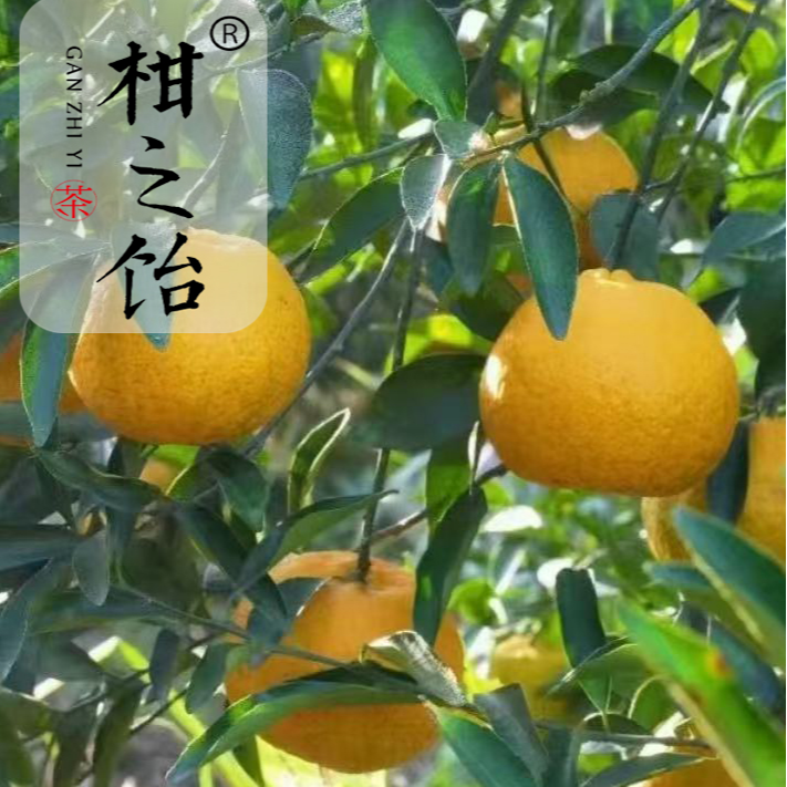 【柑之饴】【5斤小果+3、8年干仓+工艺皮】大红微青新会天马圈枝柑4