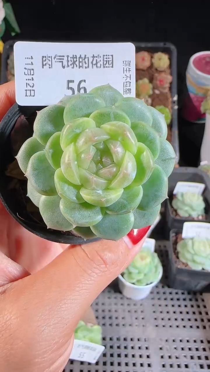 1112-56冰心-13群生不包整