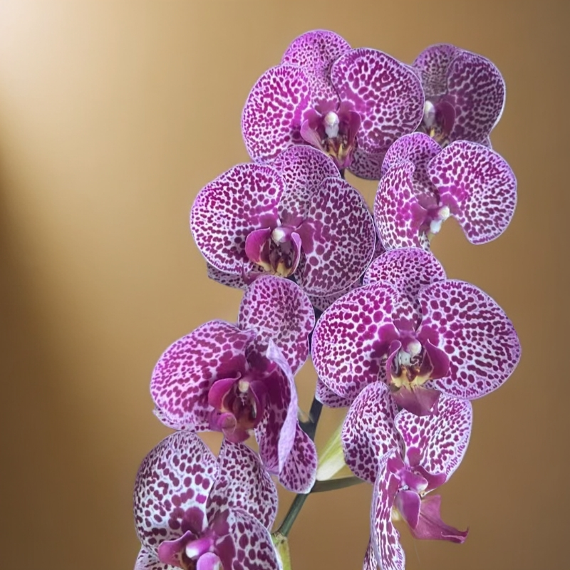 带花剑发财猫蝴蝶兰花苗2.8寸盆栽