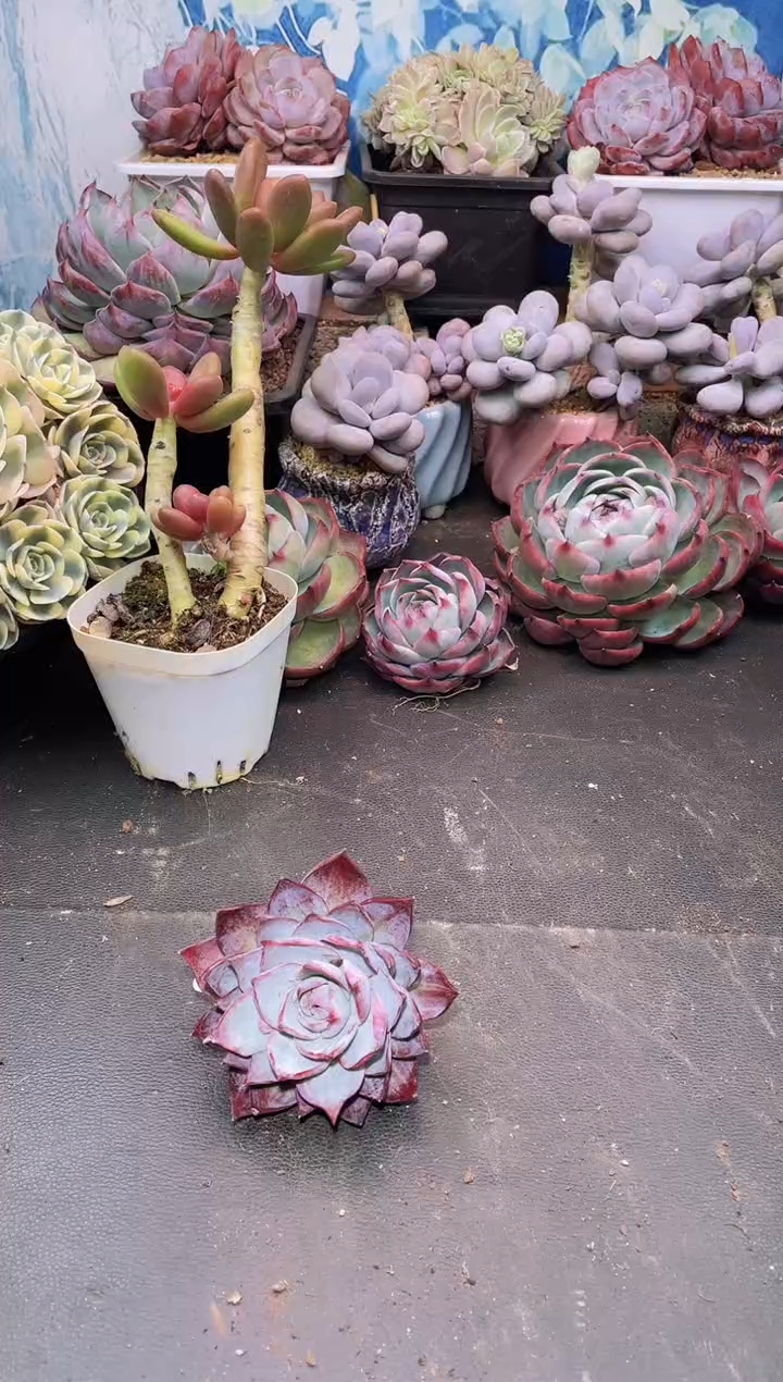 【闪购商品】228惊鸿仙子