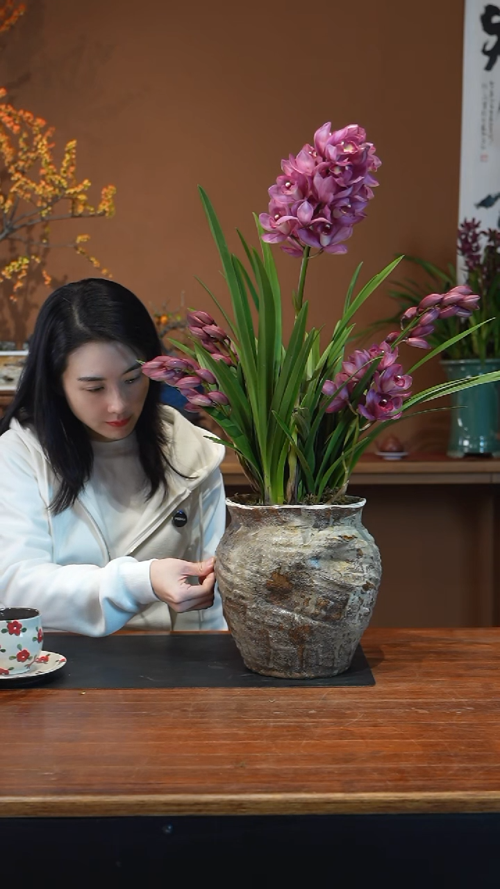全部花朵卓玛盆景盆景