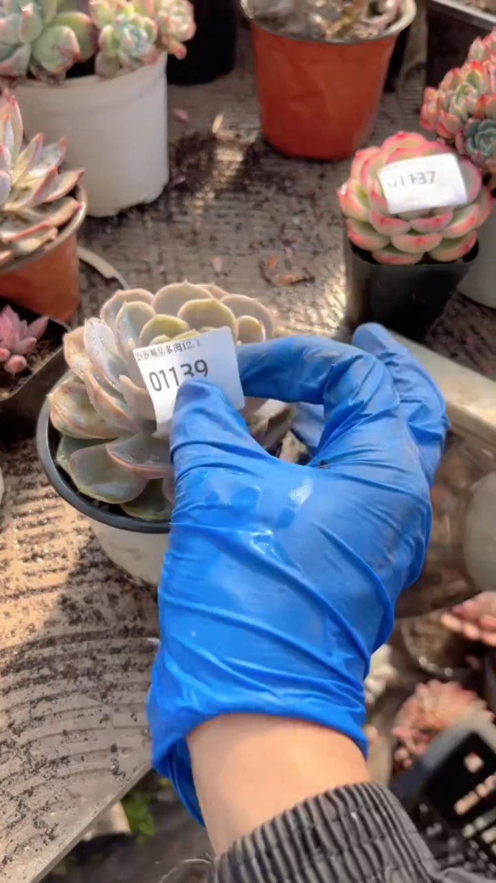 昕*跃跃精品多肉01139
