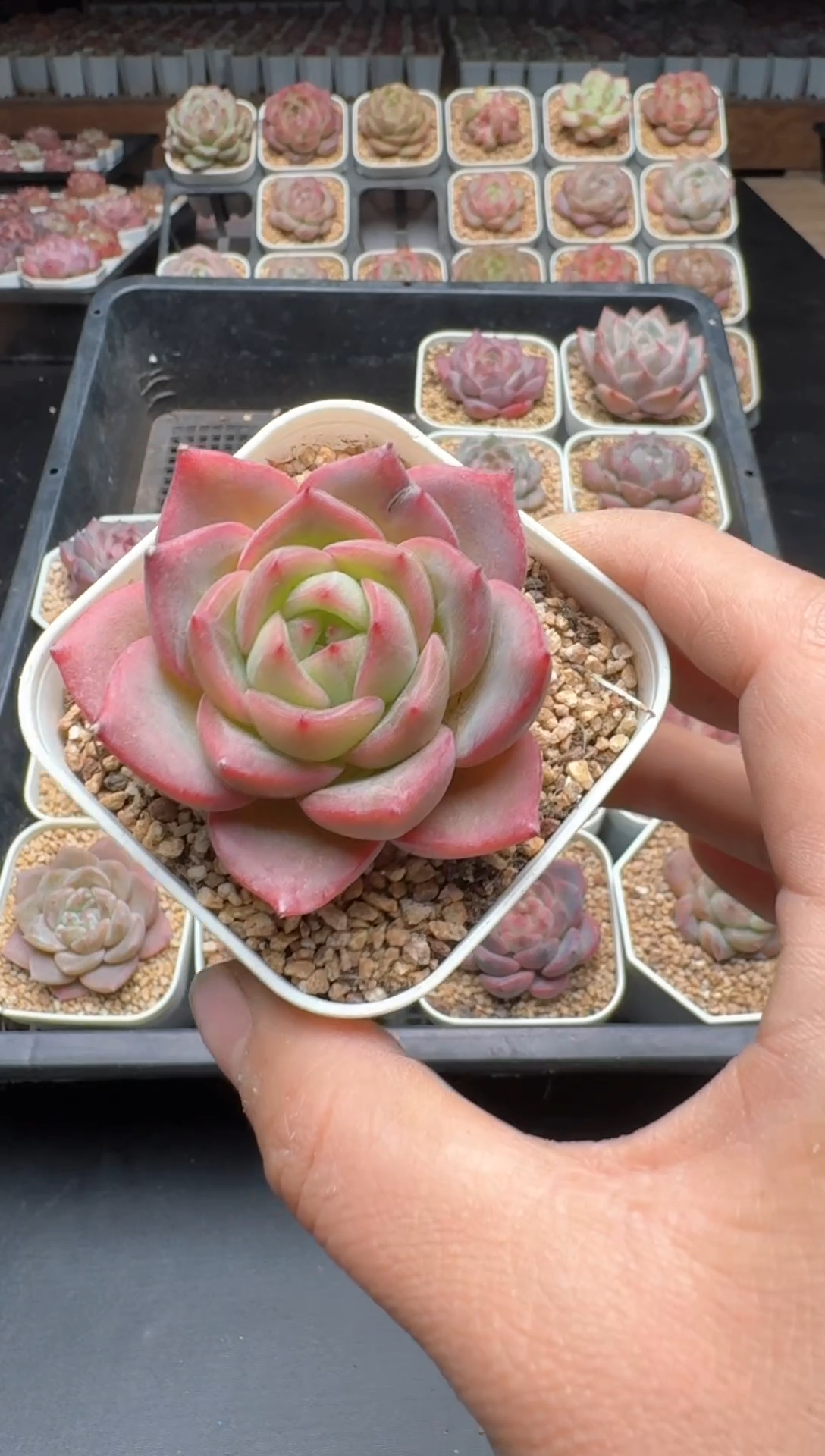 【闪购商品】276A号一物一拍多肉花卉植物拍3颗起发