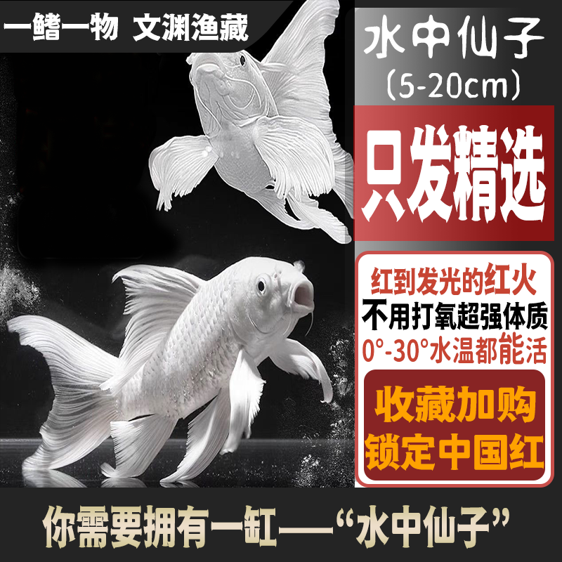 蝴蝶鲤纯种普身普短大鳍大尾鲤鱼宝宝贵妃好养耐活龙凤红鱼白蝴蝶