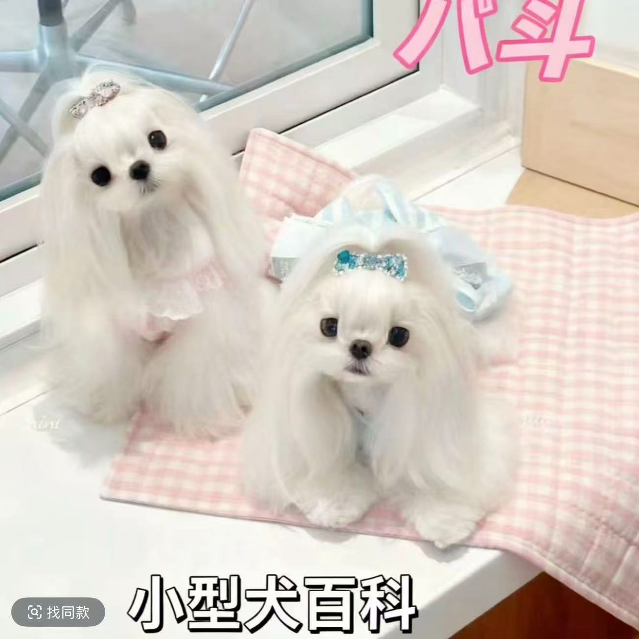 八斗带你了解狗狗的兴趣生活
