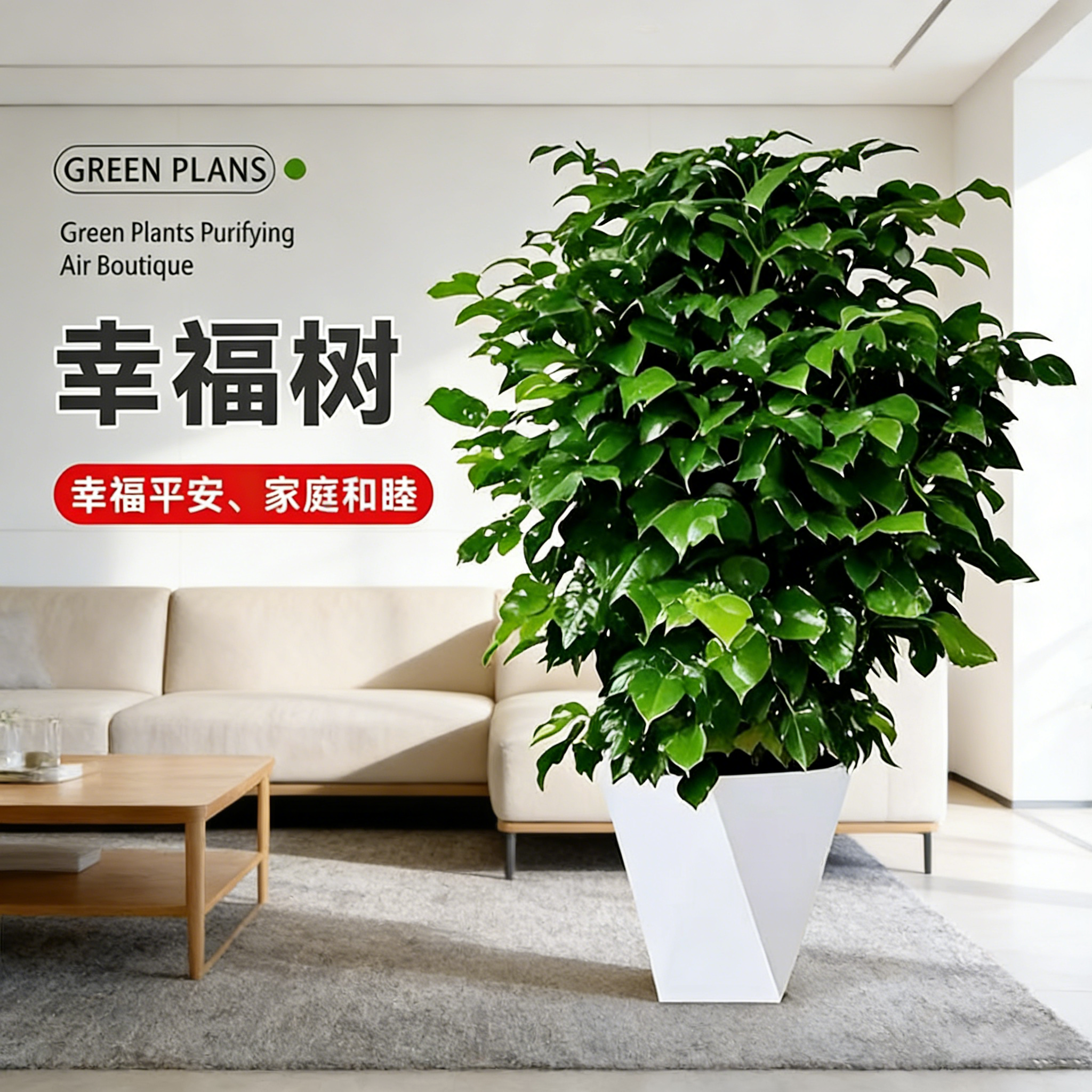 80-100cm不砍根丛生幸福树室内观叶绿植 四季常青