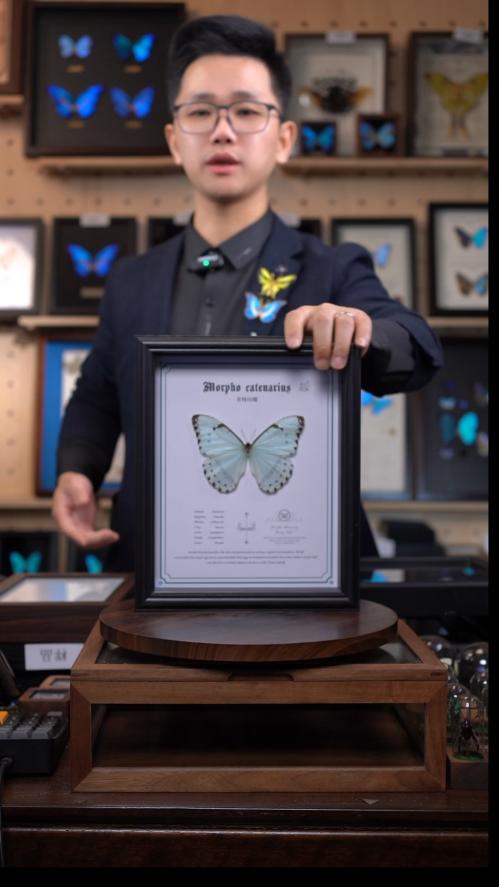 蝴蝶标本摆件竞拍肯特白闪蝶d430