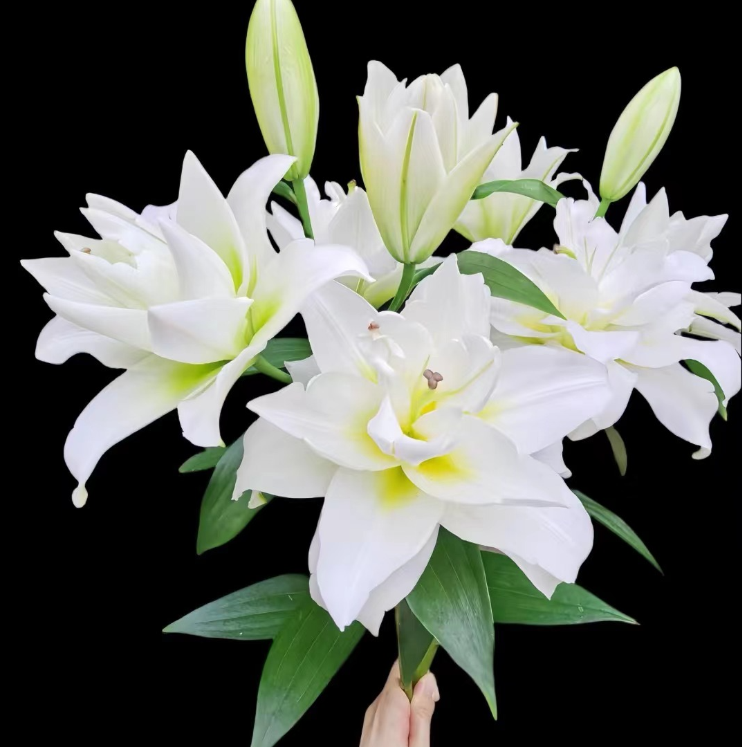 1颗百合种球【暴风雪20-22】OT系列百合系列