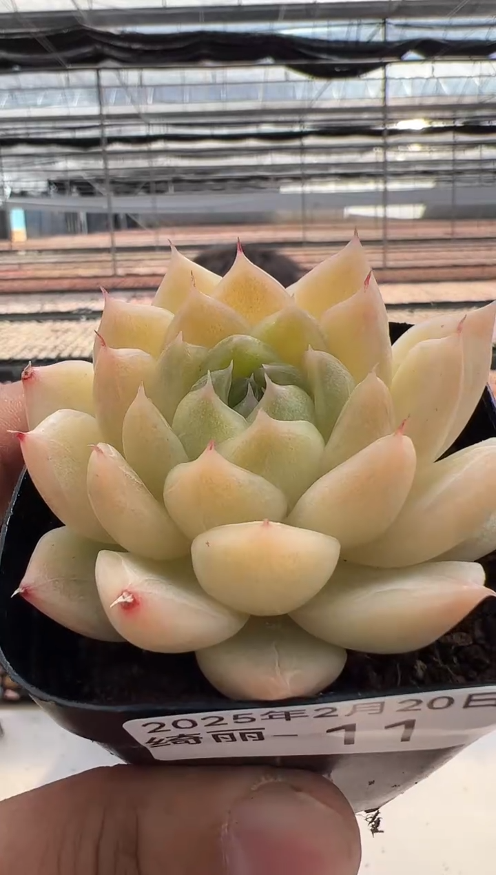 【闪购商品】绮丽-11