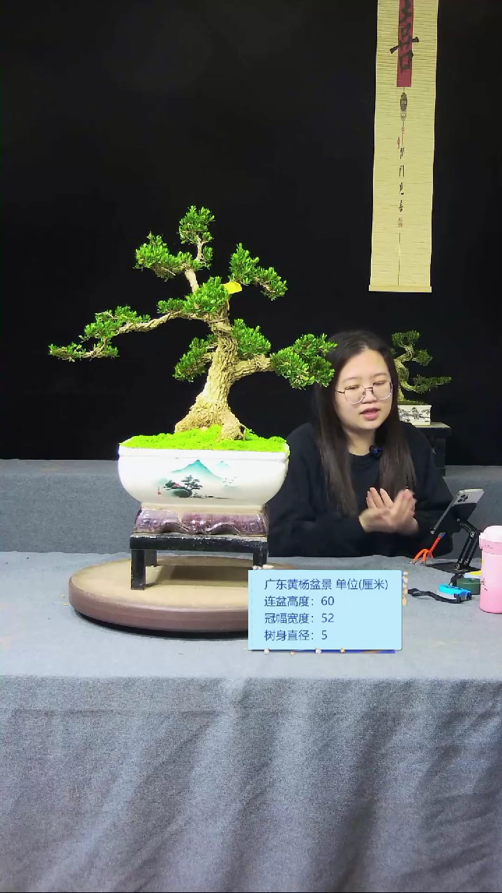 【闪购商品】黄杨盆景黄杨盆景
