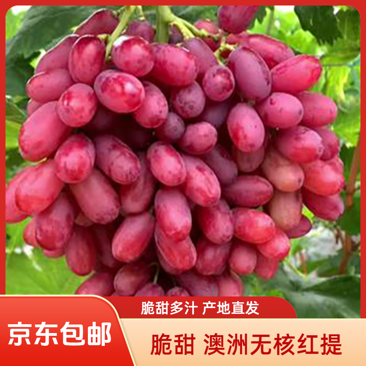 【京东包邮】澳洲无核无籽红提脆甜多汁