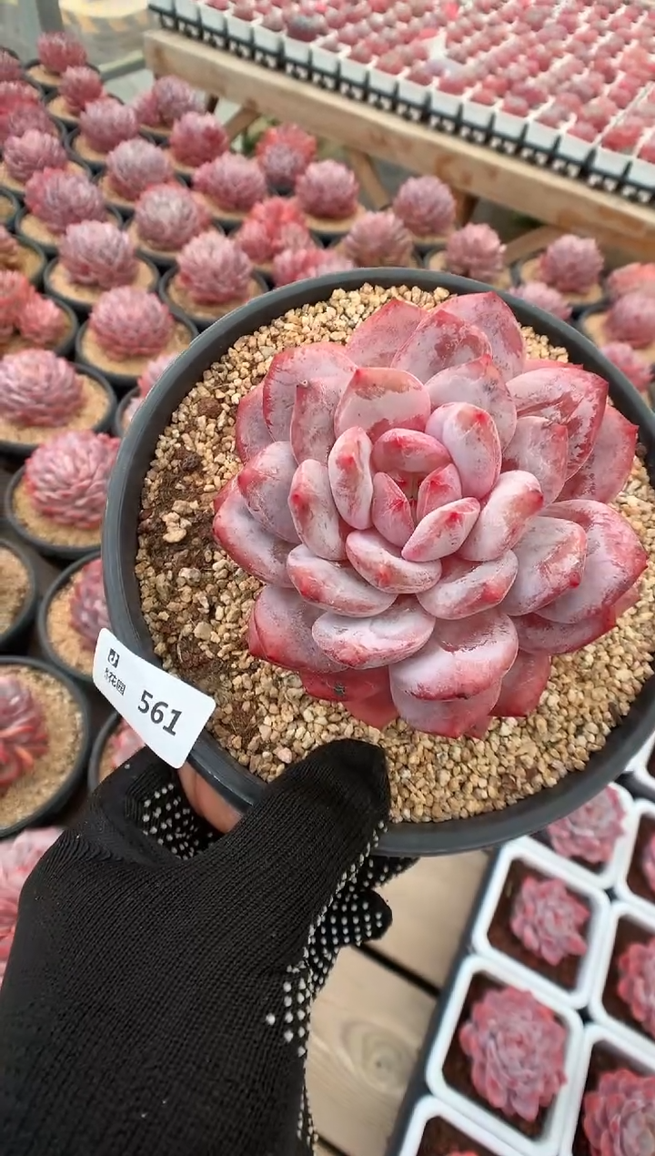 561蒙克一物一拍多肉植物
