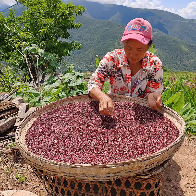 乡村表弟专属老品种红小豆 留种红小豆