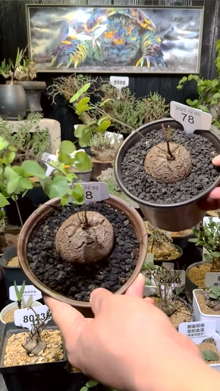 78号1203福利南非龟甲龙买一送一