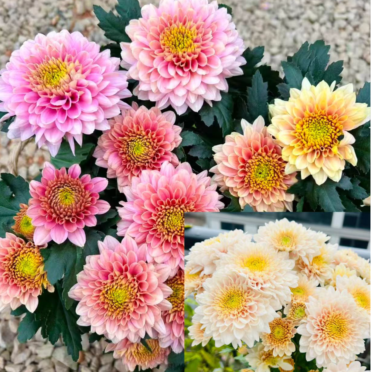 【香槟粉】盆栽荷兰菊  耐寒耐热多年生植物  新手易养护