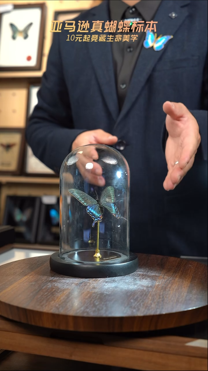 绿带翠凤蝶春型小号玻璃罩