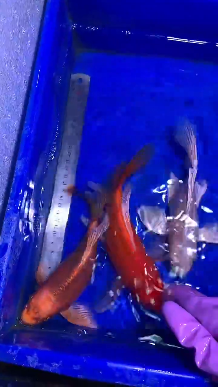 蝴蝶鲤鱼蝴蝶鲤直播选鱼专用链接 凭开箱视频售后