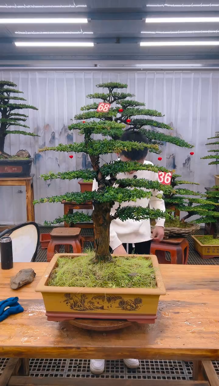 【闪购商品】紫砂精品盆景直播间一物一拍