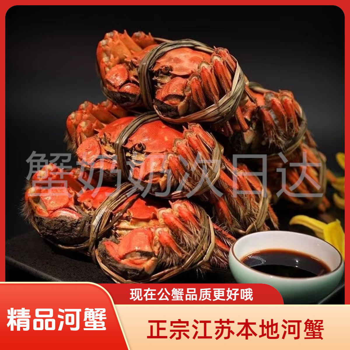 【活蟹全母蟹】鲜活河蟹2.0-2点2两10只起江苏螃蟹顺丰发货