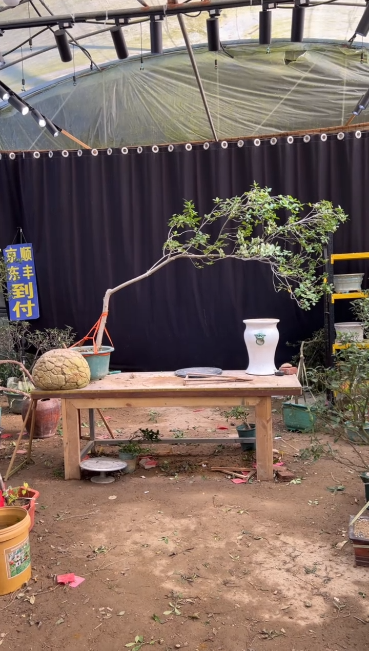 无花朵跑**…海岛栀子花