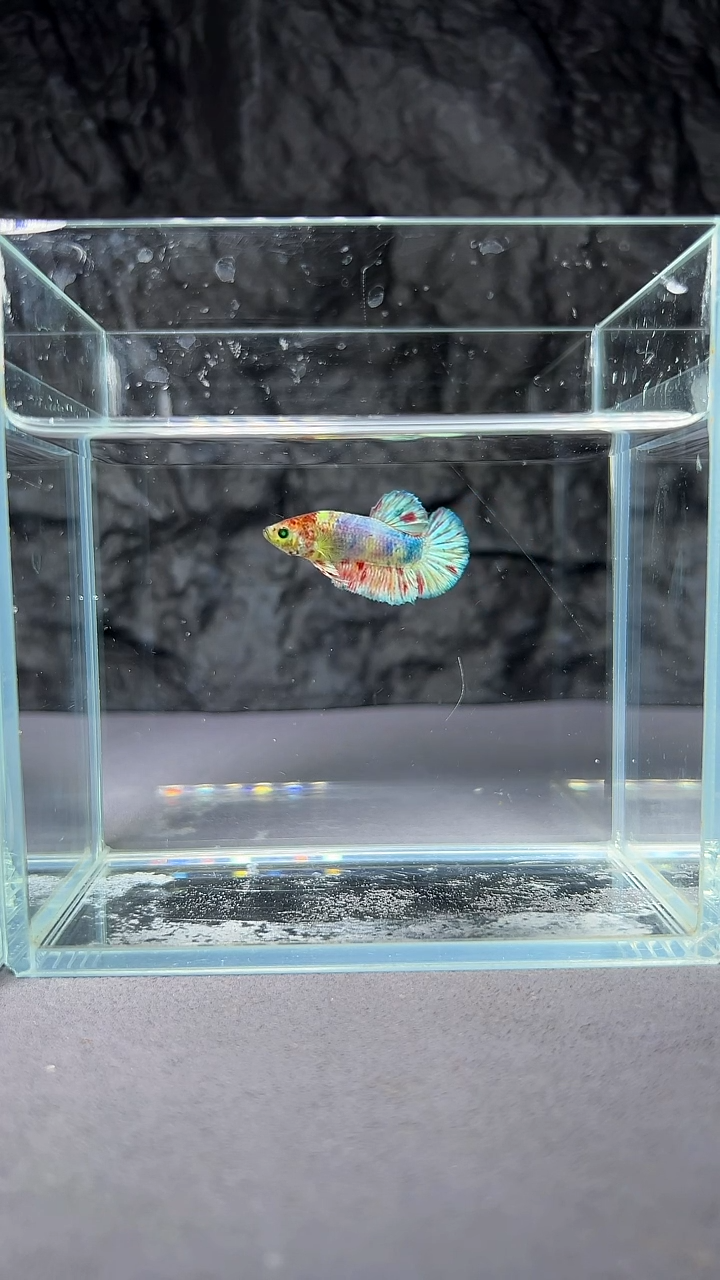 斗鱼竞拍链接A068