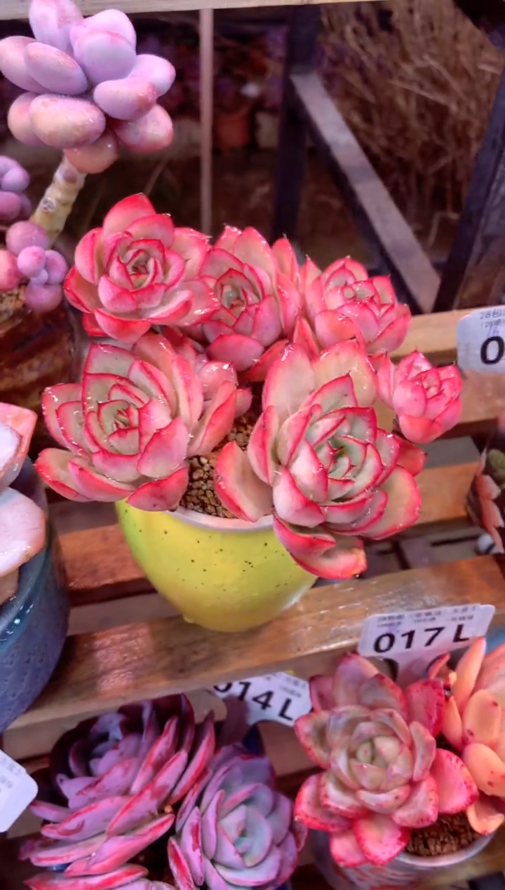 028L（一物一拍，精品多肉，所见即所得 ）