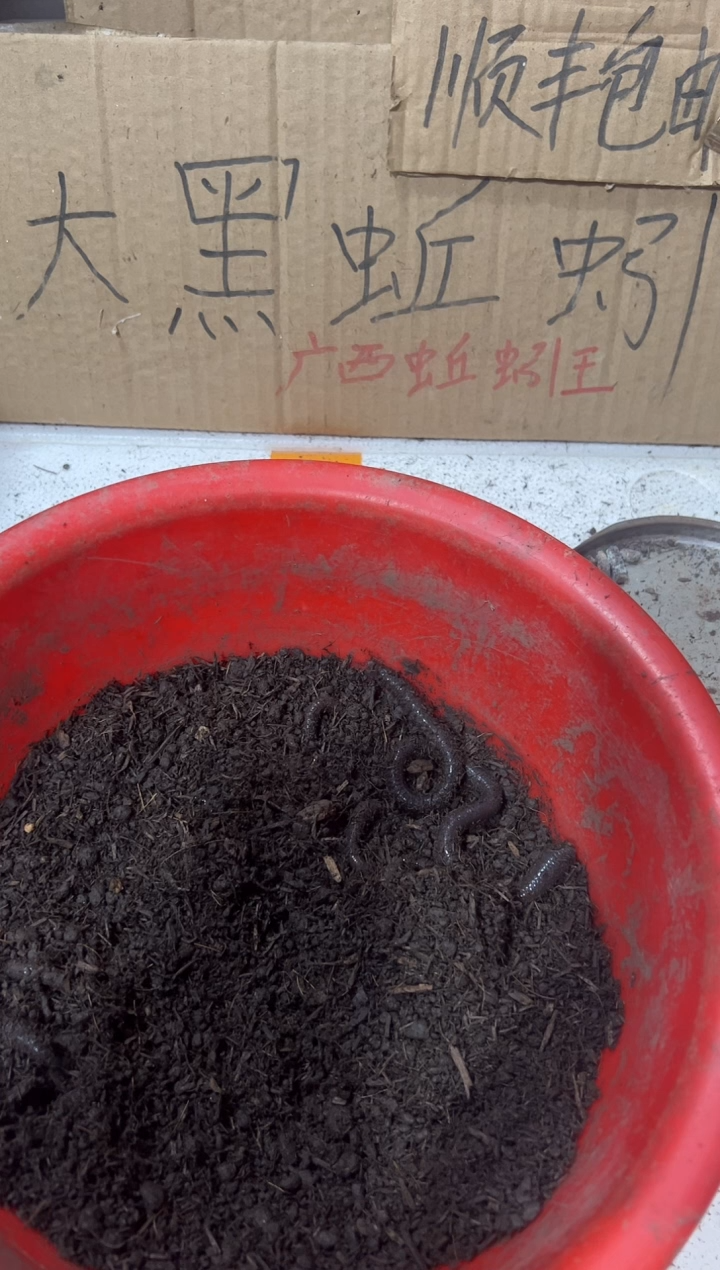 广地龙蚯蚓活饵钓鱼
