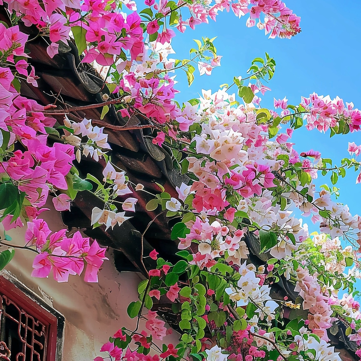 秋秋  福利三角梅 室内外观赏勤花四季开耐活三角梅