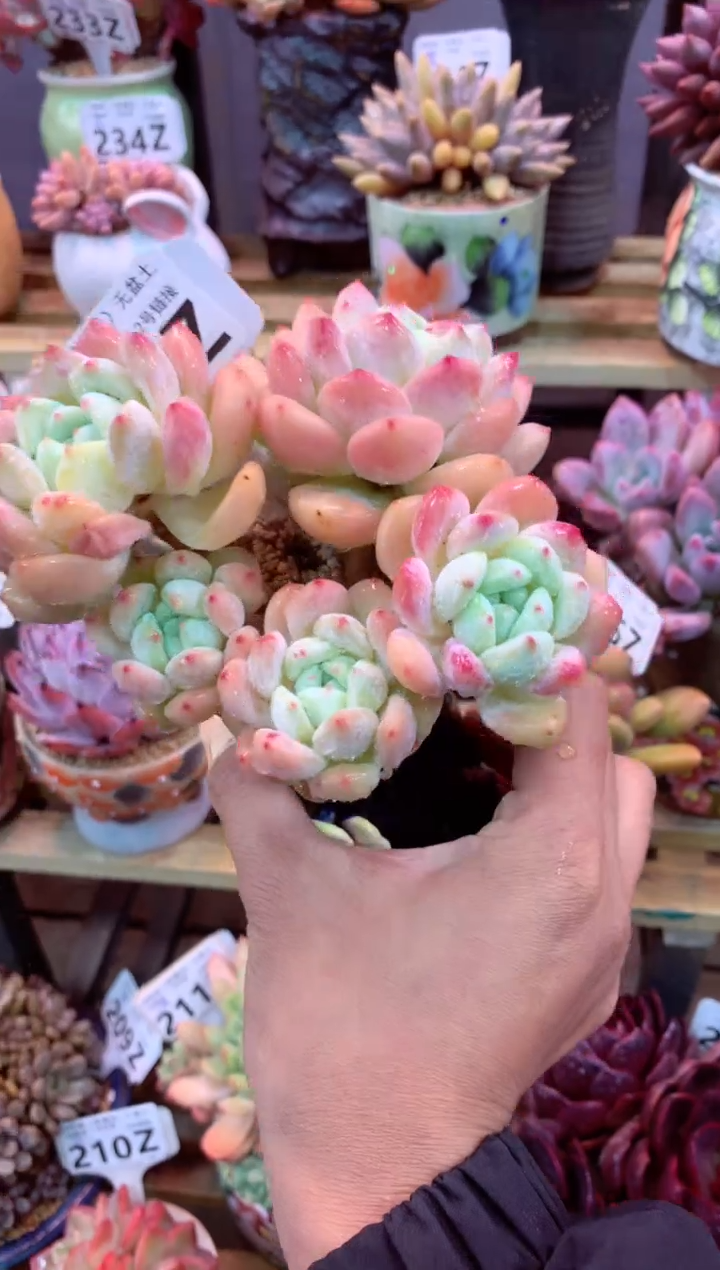 224Z（一物一拍，精品多肉，w所见即所得 ）