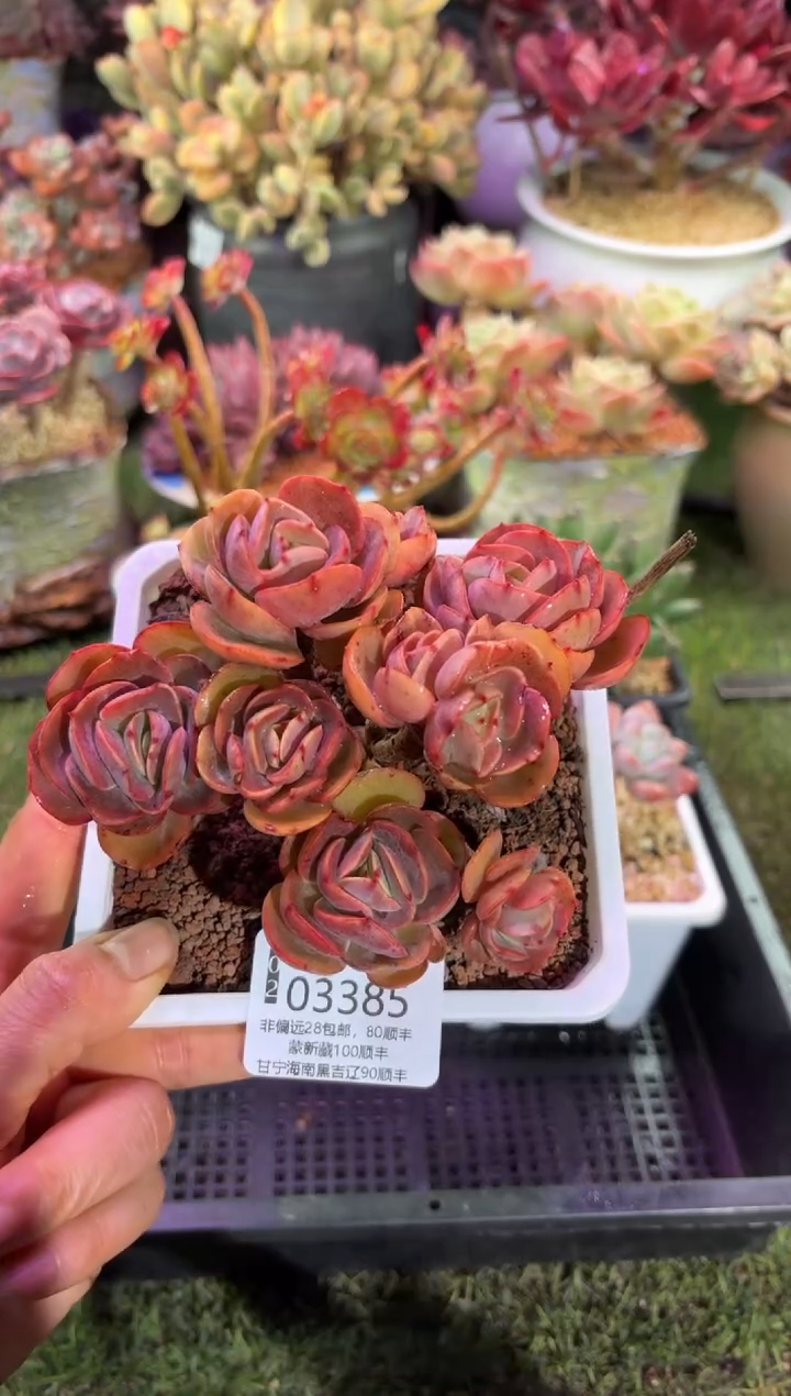 【闪购商品】03385