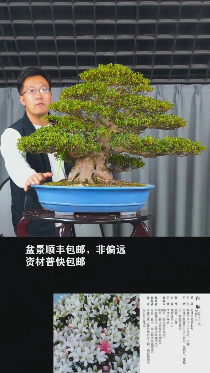 【闪购商品】白琳杜鹃