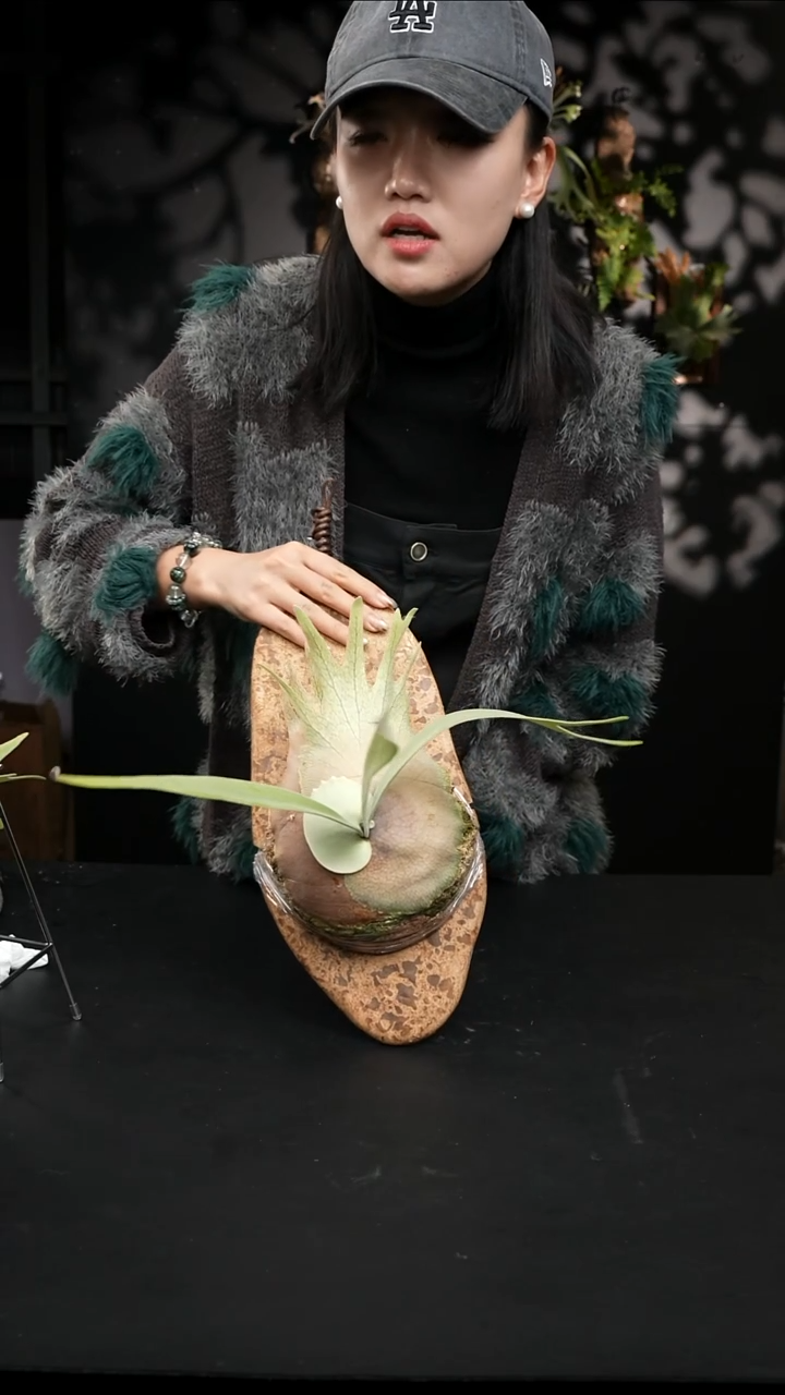 不开花植物LC1203-23（2）云雾之心