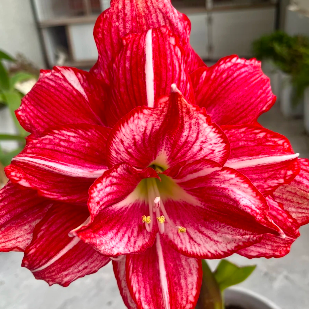 【超级安瑞雅】直播间讲解为准★朱顶红种球