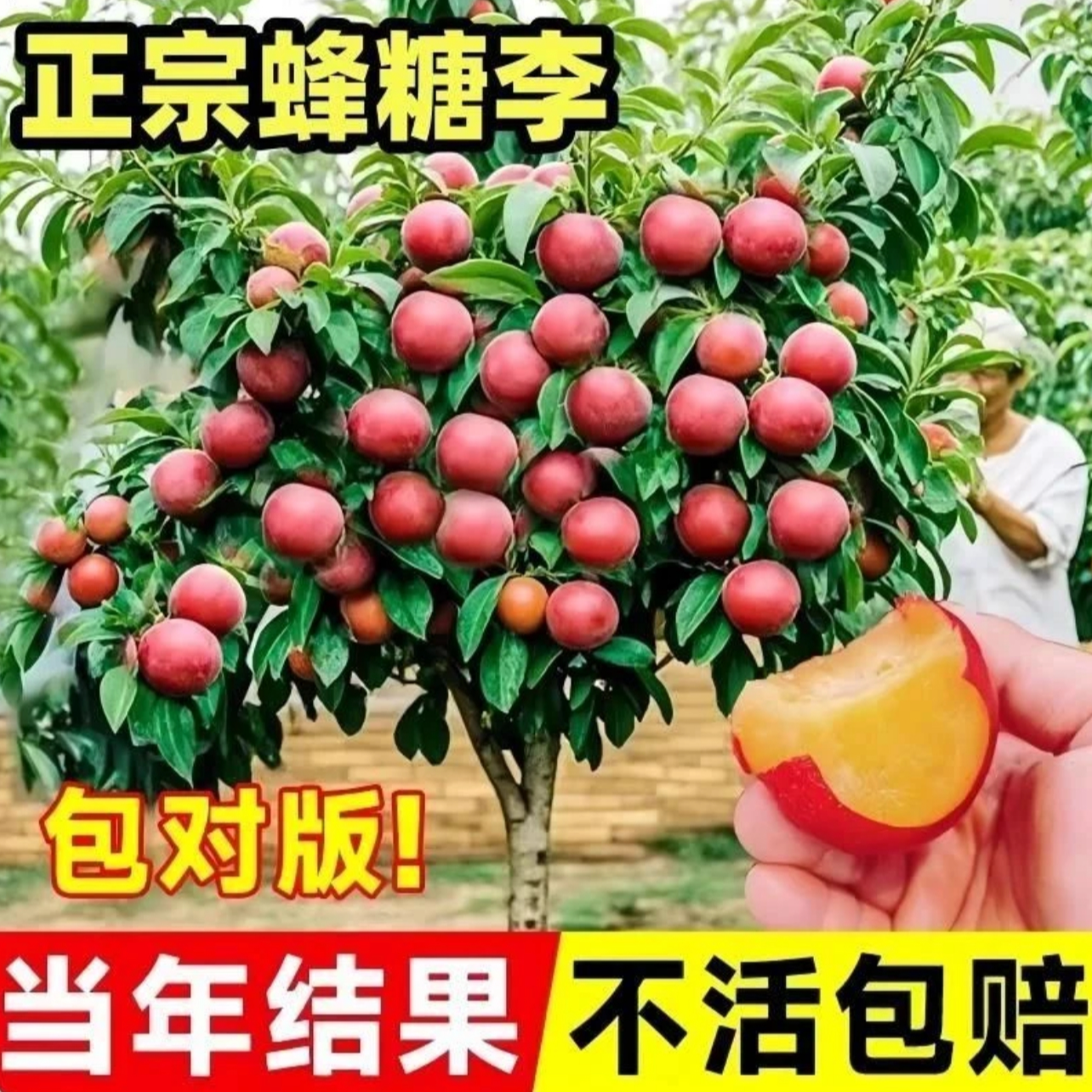 【当年挂果】蜂糖李子树苗正宗超大纯甜嫁接盆栽地栽南北方种植