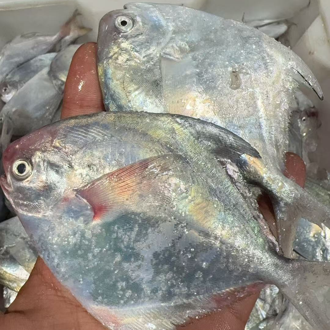 【4斤鲳鱼】台州本港流网鲳鱼白鲳银鲳顺丰包邮