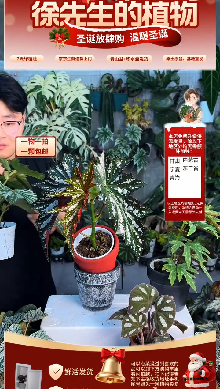 完全开放爱丽丝秋海棠