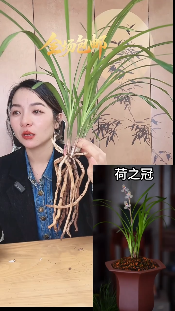 当前无花栽培后可以开花：荷之冠